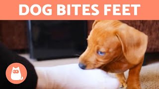 My DOG Keeps BITING My FEET When I Walk 🚶‍♂️🐕 Causes and What to Do [upl. by Zsuedat938]