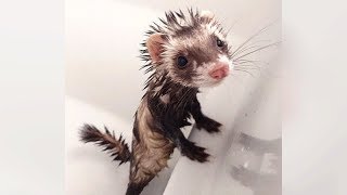 Are FERRETS FUNNIER than CATS amp DOGS See for yourself  Ultra FUNNY FERRET VIDEOS [upl. by Ralleigh83]