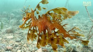 Leafy Seadragons of South Australia Is it a fish or seaweed [upl. by Adiehsar]