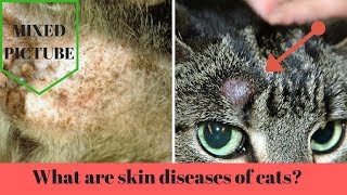 what are the skin diseases that often attack the cat [upl. by Mark924]