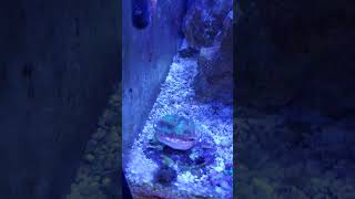 Baby nassarius snail in reef tank [upl. by Bartolome628]