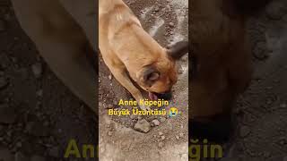 Anne Köpeğin büyük üzüntüsü shorts köpek dog anne annebebek bebek [upl. by Nylzzaj531]