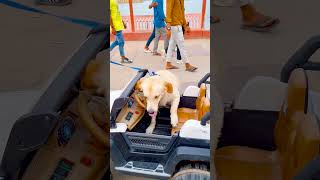 मेरे डॉग ने रिक्शा चलाई😭funnydogs shorts [upl. by Anairdna]