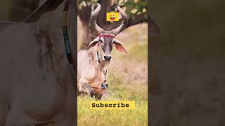 Gorur video  guru dikhao  gaan  amma guru  amba guru  cow sound shorts cowdance gorurvideo [upl. by Leontina166]