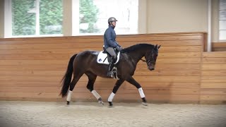 SOLD Pashmina ISF Star  Top Quality Young Dressage Mare by Sir Sinclair Keur [upl. by Petula]