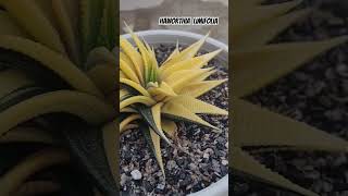 Haworthia Limifolia Variegated VideshiGardening Haworthia succulents Limifolia [upl. by Zoilla]