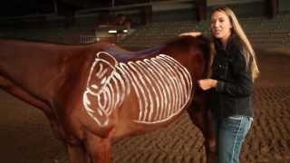 Saddle Fitting Proper Way to Fit a Horse  Burns Saddlery Horse Saddles Western Saddle Saddlery [upl. by Nwaf]