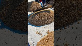 Resin Bound Paving Walkway Cornfield blend resin resinbound paving asmr satisfying shorts [upl. by Attennek205]