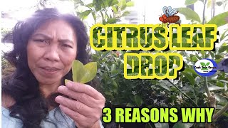 CITRUS LEAF DROP  3 Main Reason Why and How to Fix It [upl. by Phina]