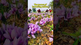 How saffron is harvestedsaffron herbal chineseherbs healthyfood business [upl. by Notsej133]