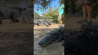 Feeding Alligators shorts youtubeshorts alligators [upl. by Stempien]