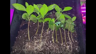 How to Divide and Repot a Coffee Plant  Turn ONE plant into THREE plants [upl. by Forest]