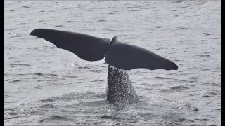 Whalesafari Andenes  Welcome to Andøya [upl. by Romeon523]