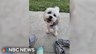 Residents outraged after police officer shoots kills small dog [upl. by Robby531]