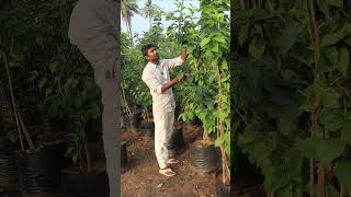 Peanut Butter Plants In Telugu  Peanut Butter  Rare Fruit Plants  Ashok Chakra Nursery  Kadiyam [upl. by Uwkuhceki]