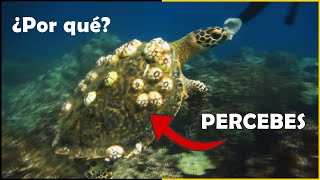 ¿Por Qué los PERCEBES se Pegan al Cuerpo de las TORTUGAS MARINAS 🐢 Qué son los Percebes  Quom [upl. by Eillak]