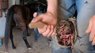 Saved a Horse from Dire Trouble Extreme Dirty Hoof Cleaning [upl. by Kenji]