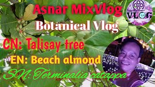 TALISAY TREE ll Beach Almond ll Terminalia catappa ll Properties and Benefits [upl. by Adrienne]