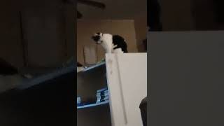 My cat glitched [upl. by Rosalee718]