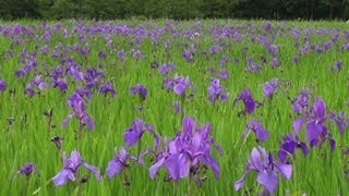 カキツバタの里 Iris laevigata [upl. by Nosidam394]