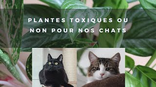 LES PLANTES TOXIQUES OU NON POUR LES CHATS  Éviter le danger à la maison 🌱 [upl. by Richer374]