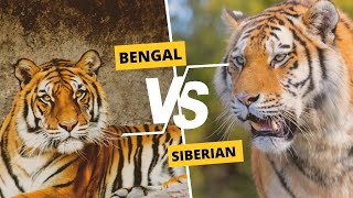 Bengal Tiger vs Siberian Tiger [upl. by Ardnuassak475]