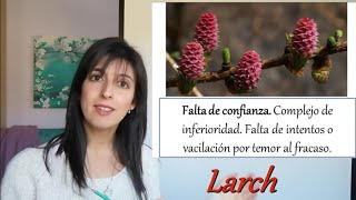 Flores de Bach para el DESALIENTO y la DESESPERACIÓN [upl. by Ignacius]