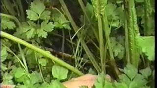 Edible amp Medicinal Herbs 2  Part 1 from herbaltransitionscom [upl. by Winn]