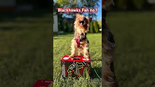 Blackhawks Fan No1 hockey blackhawks shortvideo puppycutechicagoblackhawks dog [upl. by Perdita671]