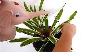 How to Grow and Care for Bromeliads in Pots Neoregelia CarolinaeBlushing for Indoor Decor [upl. by Akimas]