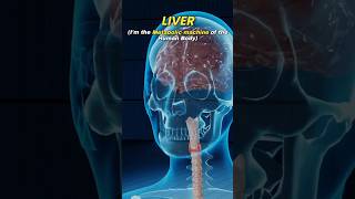 Heart vs Lungs vs Liver vs Kidney vs Brain vs Sperm ☠️💀 shorts heart human [upl. by Gnort]
