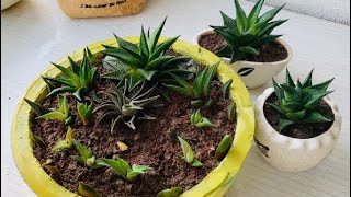 Repotting and Summer Care Tips for Haworthia limifolia 👩‍🌾 [upl. by Pontius]