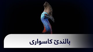 بالندێ کاسواری The cassowary bird [upl. by Llenol]