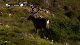 Reindeer running Stage 3  Arctic Race of Norway 2018 [upl. by Lezley]