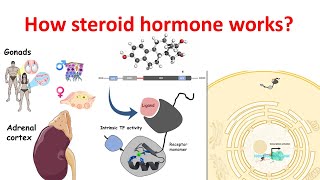 How steroid hormones work at the molecular level [upl. by Adoh]