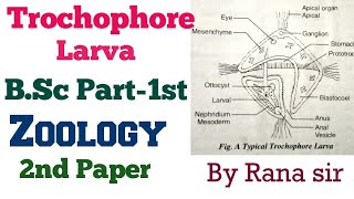 Trochophore Larva  BSc Part1st  Zoology 2nd Paper by Rana sir [upl. by Nahgeem]