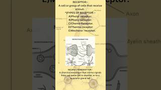 brain signalling l spinal cord l reflex arc l receptors [upl. by Yralih]