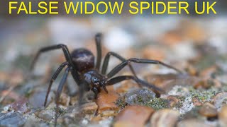 False Widow Spider UK Steatoda grossa [upl. by Evoy]