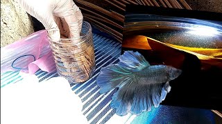 How to culture infusoria  Simple live food culture for growing betta fry [upl. by Chamberlin]