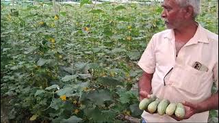 Chunnu kumar Mdo Nunhems india privet limited Cucumber Belle 🥒 [upl. by Aicitan666]