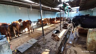 New Lot of Gir cows for sale In Hyderabad 7288899974 Salman bhai dairy [upl. by Gnas]