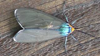 Virginia Ctenucha Moth Arctiidae Ctenucha virginica with Mosquito [upl. by Nner415]