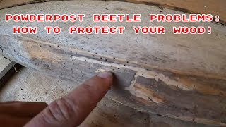 Powderpost Beetle Infestation How To Identify Prevent And Eradicate [upl. by Aicila]