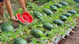 Grow watermelon in this way the fruit will be big and sweet grow watermelon in a bag of soil [upl. by Jacques]