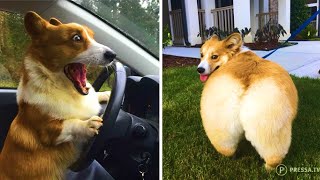 Funny and Cute corgi puppies videos compilation 2021❤ Cutest corgis Ever Part 2 [upl. by Anitsud]