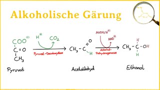 Die alkoholische Gärung [upl. by Nesbitt]