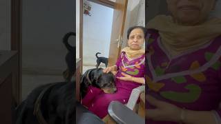 Rottweiler Bubzee Ne Dadi Ko Kaatne Ki Kashish Kari shorts dogs Rottweiler youtubeshorts trend [upl. by Eylatan100]