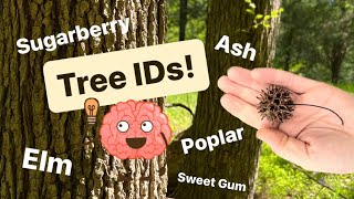 🧠 Identifying Trees ➡️ Elm Ash Poplar Hackberry amp Sweet Gum  Morel 🍄 Associates 👀 👏 [upl. by Okime708]