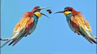 Beeeater Call Merops apiaster Sound Abelharuco Canto [upl. by Oralee84]