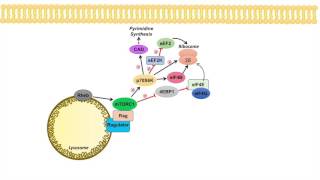 mTOR Signaling Pathway mTOR Complexes Regulation and Downstream effects [upl. by Repsac]